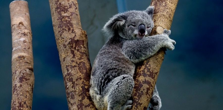 El koala asesino Kenneth Cook