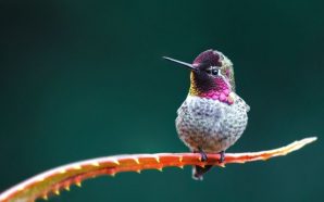 el colibri sandro veronesi