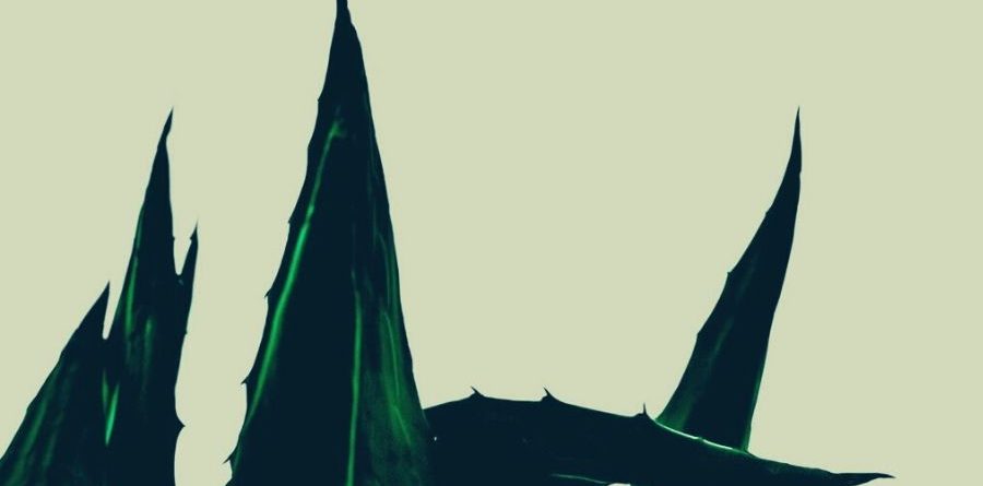 sucre cremat avni doshi