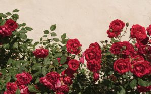 La lentitud de les coses vives